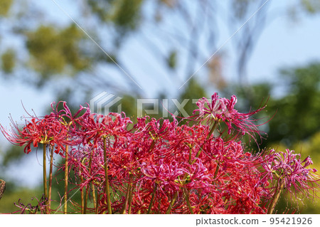 Cluster amaryllis shining in the blue sky [Osaka Castle Park] 95421926
