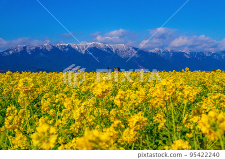 Early-blooming rape blossoms and snowy mountains Early-blooming rape blossoms and snowy mountains 95422240