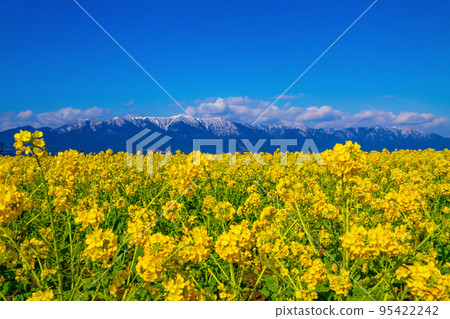 早花油菜花雪山 95422242