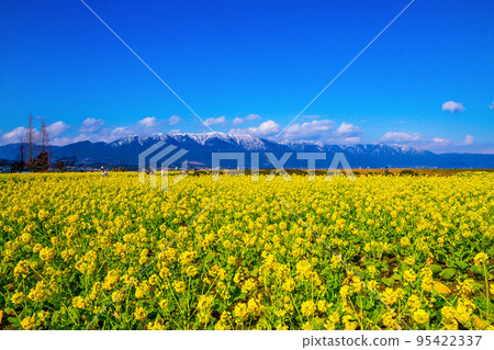 Early-blooming rape blossoms and snowy mountains 95422337