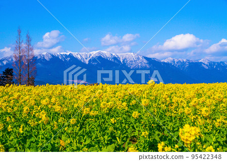早花油菜花雪山 95422348