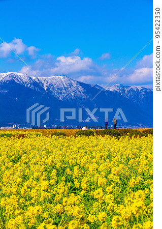 早花油菜花雪山 95422350
