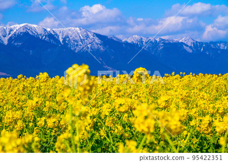 早花油菜花雪山 95422351