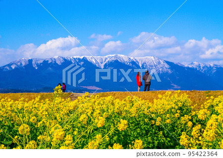 Early-blooming rape blossoms and snowy mountains 95422364