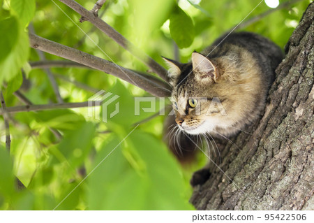 Close-up shot of beautiful gray cat sitting on a tree branch 95422506