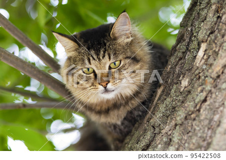 Close-up shot of beautiful gray cat sitting on a tree branch Close-up shot of beautiful gray cat sitting on a tree branch 95422508