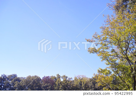 Blue sky autumn image 95422995