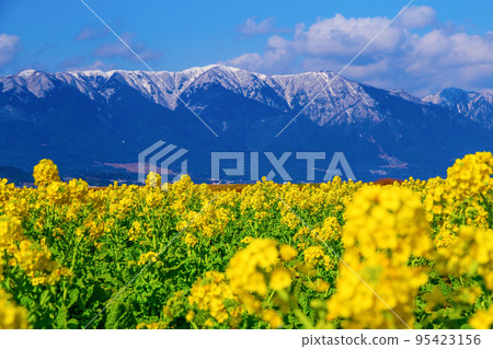 早花油菜花雪山 95423156