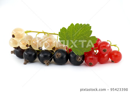 Blackcurrant, redcurrant and white currant on white 95423398