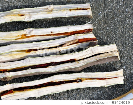 長角甲蟲幼蟲和無花果損害 95424019