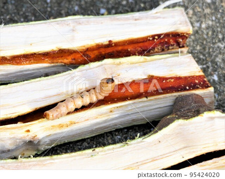 就像莫斯勒長角甲蟲幼蟲和無花果損壞 95424020