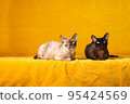 One breed, different color. Two Burmese cats.  95424569