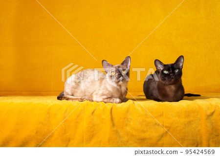 One breed, different color. Two Burmese cats.  95424569