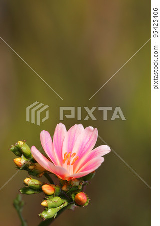 Lewisia花和芽 Lewisia花和芽 95425406