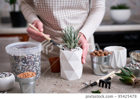 Woman planting Succulent haworthia Plant into White ceramic Pot 95425478