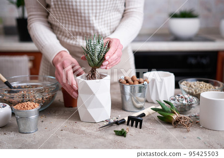 Woman holding Succulent haworthia Plant with roots ready for planting into White ceramic Pot 95425503