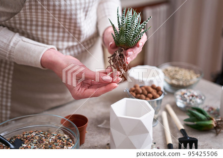 Woman holding Succulent haworthia Plant with roots ready for planting into White ceramic Pot 95425506