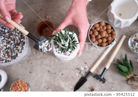 Woman planting Succulent haworthia Plant into White ceramic Pot Woman planting Succulent haworthia Plant into White ceramic Pot 95425512
