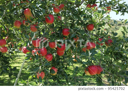 Ringo (Ibaraki Prefecture) Ringo (Ibaraki Prefecture) 95425702