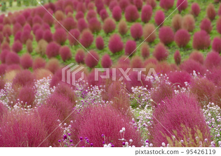 秋天的地膚葉函館山地膚公園滋賀縣 秋天的地膚葉函館山地膚公園滋賀縣 95426119
