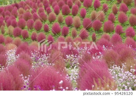 Kochia in autumn leaves Hakodateyama Kochia Park Shiga Prefecture Kochia in autumn leaves Hakodateyama Kochia Park Shiga Prefecture 95426120