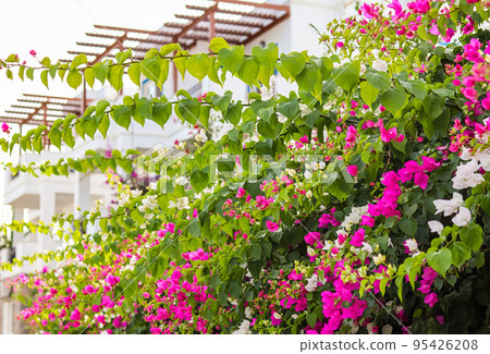 Mediterranean plants in the garden. Beautiful pink and white bougainvillea flowers on a traditional summer house in Bodrum, Turkey Mediterranean plants in the garden. Beautiful pink and white bougainvillea flowers on a traditional summer house in Bodrum, Turkey 95426208