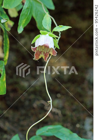 Baa Sobu Blossoms Tadami Town, Fukushima Prefecture 95426242
