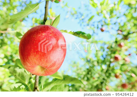 Apple Apple 95426412