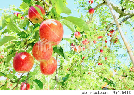 Apple Apple 95426418