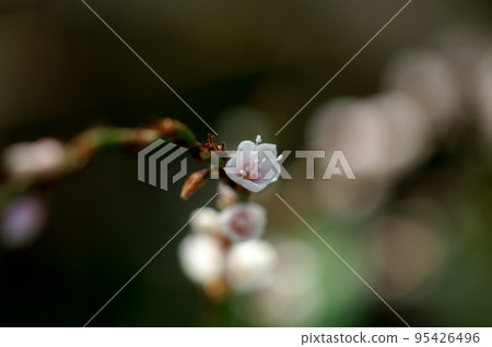 信濃川安良木堤上的白花櫻花館 信濃川安良木堤上的白花櫻花館 95426496