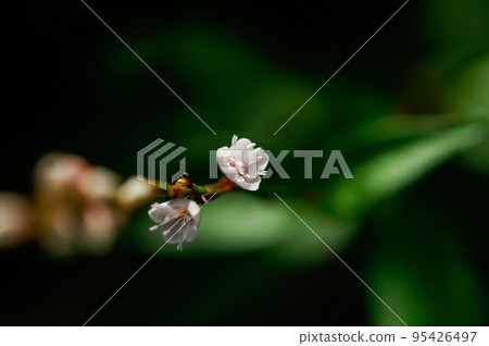 信濃川安良木堤上的白花櫻花館 信濃川安良木堤上的白花櫻花館 95426497