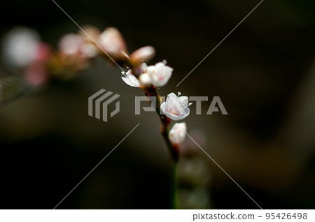 信濃川安良木堤上的白花櫻花館 信濃川安良木堤上的白花櫻花館 95426498