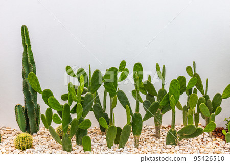 Cactus plants are planted in rows with stones and white texture background. Cactus plants are planted in rows with stones and white texture background. 95426510