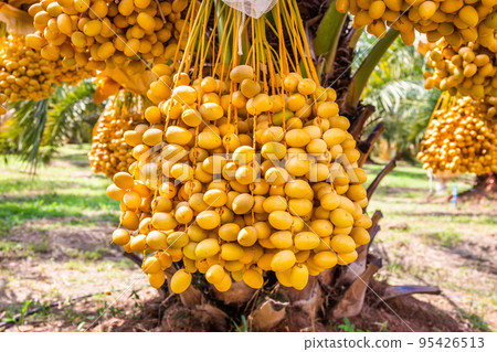 Plenty of fresh, ripe, yellow-orange dates are harvested on a field planted with insect-proof sacs. 95426513