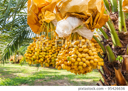 Plenty of fresh, ripe, yellow-orange dates are harvested on a field planted with insect-proof sacs. 95426636