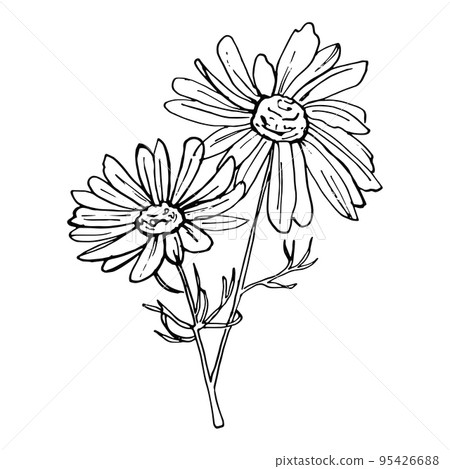 Doodle hand-drawn Chamomile flower 95426688