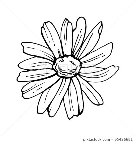 Doodle hand-drawn Chamomile flower 95426691