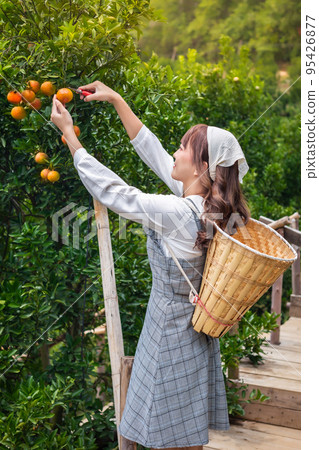 Young woman ardener is dress with basket for harvest gardening organic orange tree and uses scissors to cut the oranges on the trees in the garden. Farmer concept working in the garden happily 95426877