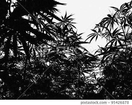 Monochrome digital art of cannabis field 95426878