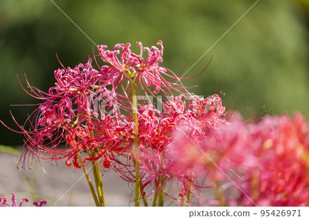 Cluster amaryllis blooming in autumn fields [Osaka Castle Park] 95426971