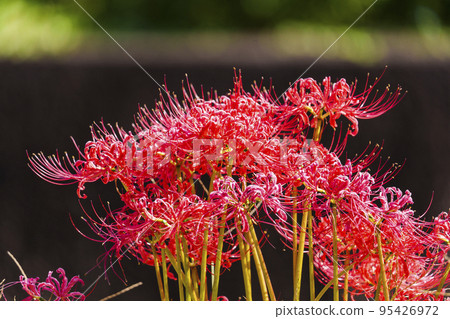 Red cluster amaryllis that stands out against the black shadows of the background [Osaka Castle Park] 95426972