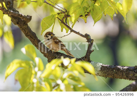 棲息在樹枝上的麻雀【大阪城公園】 95426996