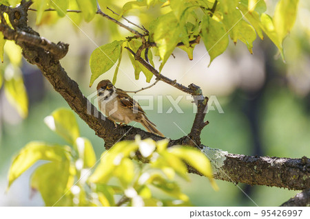 A sparrow perched on a tree branch [Osaka Castle Park] 95426997