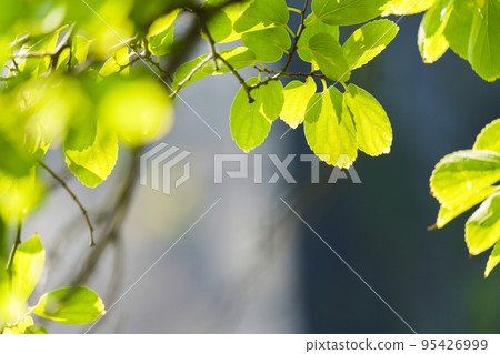 沐浴在秋光中的樹葉[大阪城公園] 95426999