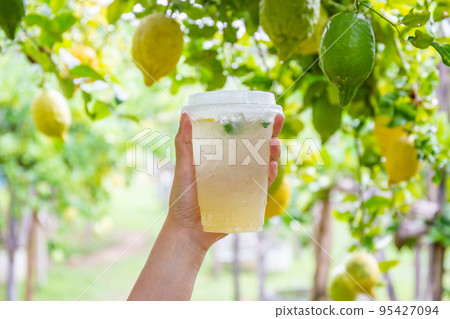 Woman hand holding a glass of cold lemon juice mixed with honey against a lemon garden background. 95427094