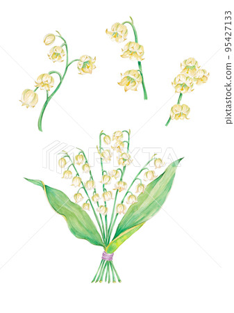 Lily of the valley watercolor illustration 95427133