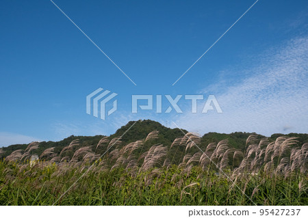 鳥取縣西白郡寶木町鬼泉山和蒲葦 鳥取縣西白郡寶木町鬼泉山和蒲葦 95427237