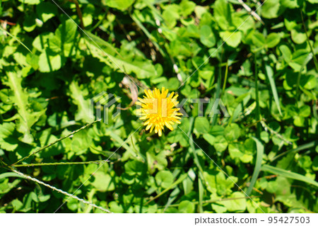 a single dandelion flower 95427503