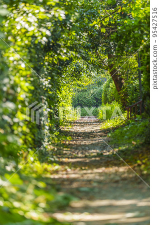 Forest tunnel in Osaka Castle Park 95427516