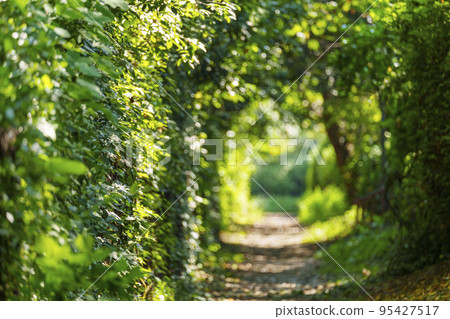 Forest tunnel in Osaka Castle Park 95427517